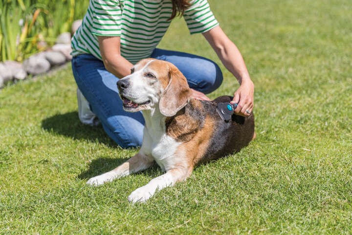 TRIXIE Carding-Striegel